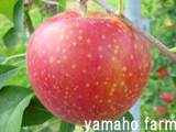 Sensyuu