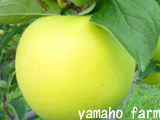 ShinanoGold