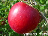 Kougyoku